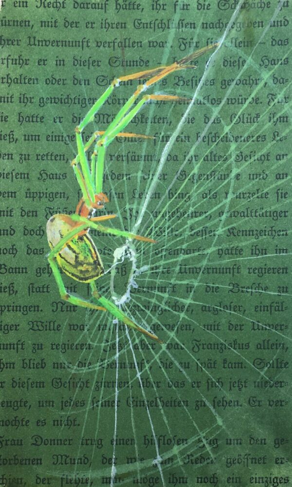 Spinne im Radnetz