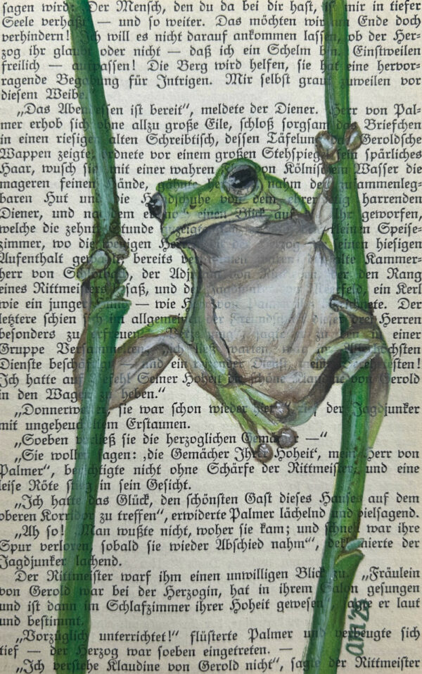 Der akrobatische Laubfrosch